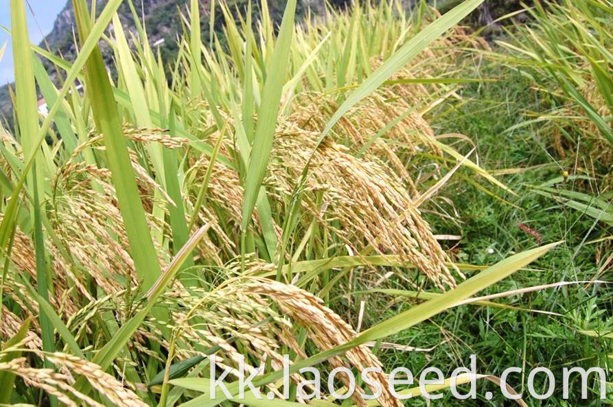 rice seed